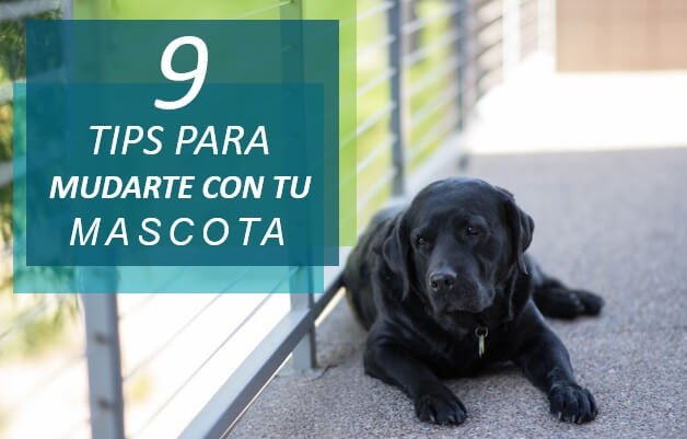 9 tips para mudarte con tu mascota